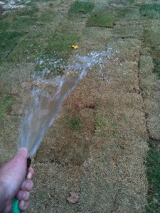 Watering sod, listening to Fred Wilson Watering sod, listening to Fred Wilson
